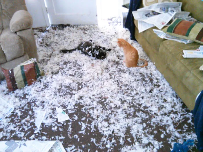 My Mom Sent Me A Text Saying, "So... This Is My Living Room." One Of Her Dogs Got Ahold Of One Of Her New Pillows. These Are Just The Cats Rolling Around Like Assholes