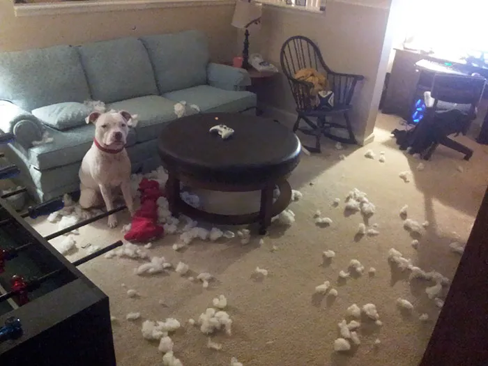 Fiance Bought My Dog A Big Stuffed Animal For Him To "Cuddle" With