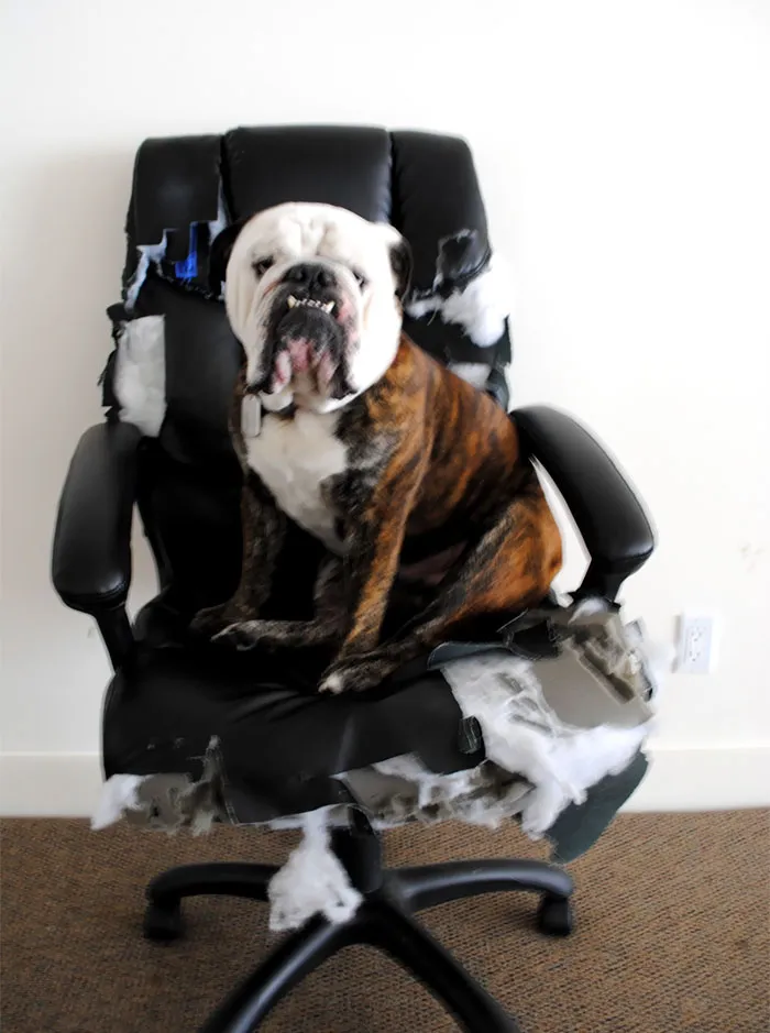 He Decided My Brand New Office Chair Was Now His. So He Added Some Personal Touches Of His Own To Make It More Comfortable
