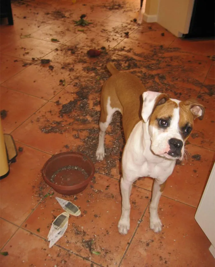 Puppy Of Mass Destruction