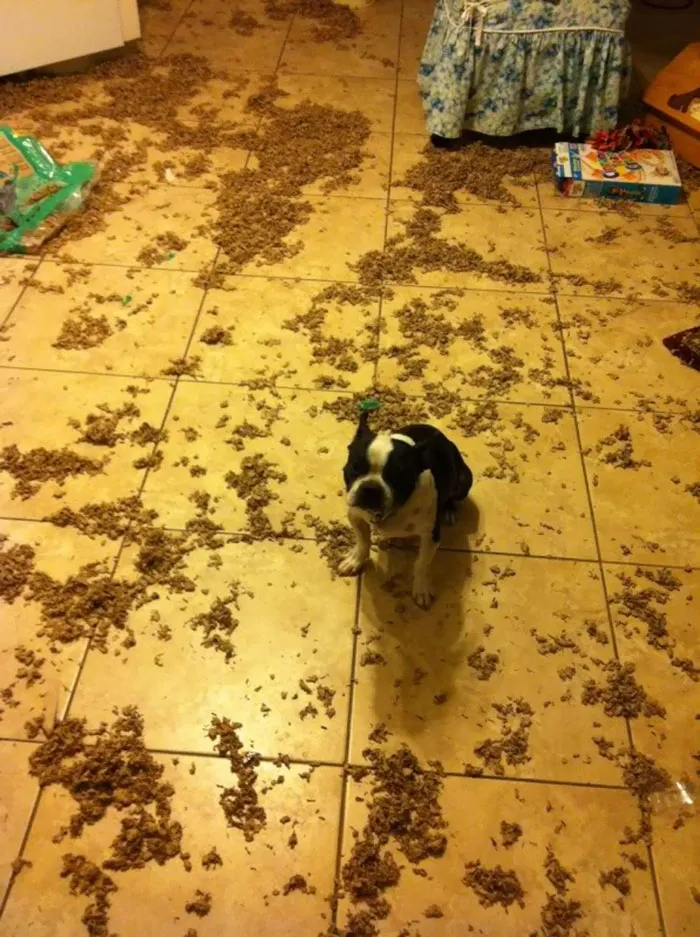 I Was Only Gone For 10 Minutes. Guilty Dog Looking Guilty
