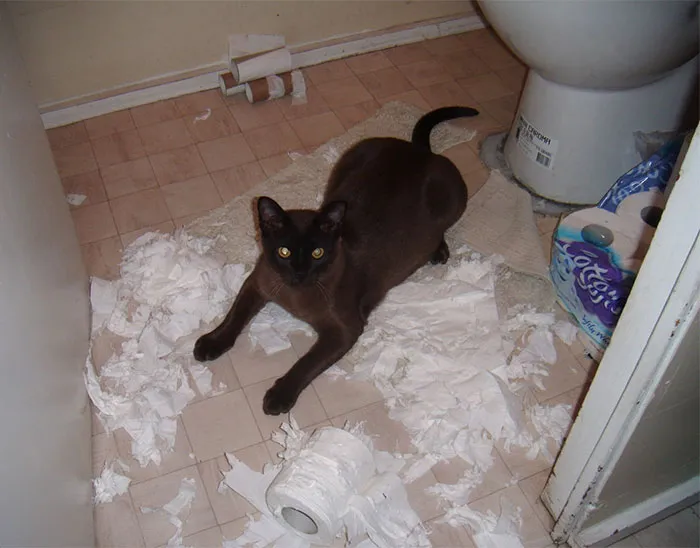 Oh, So Good You’re Home! We’re Out Of Toilet Paper