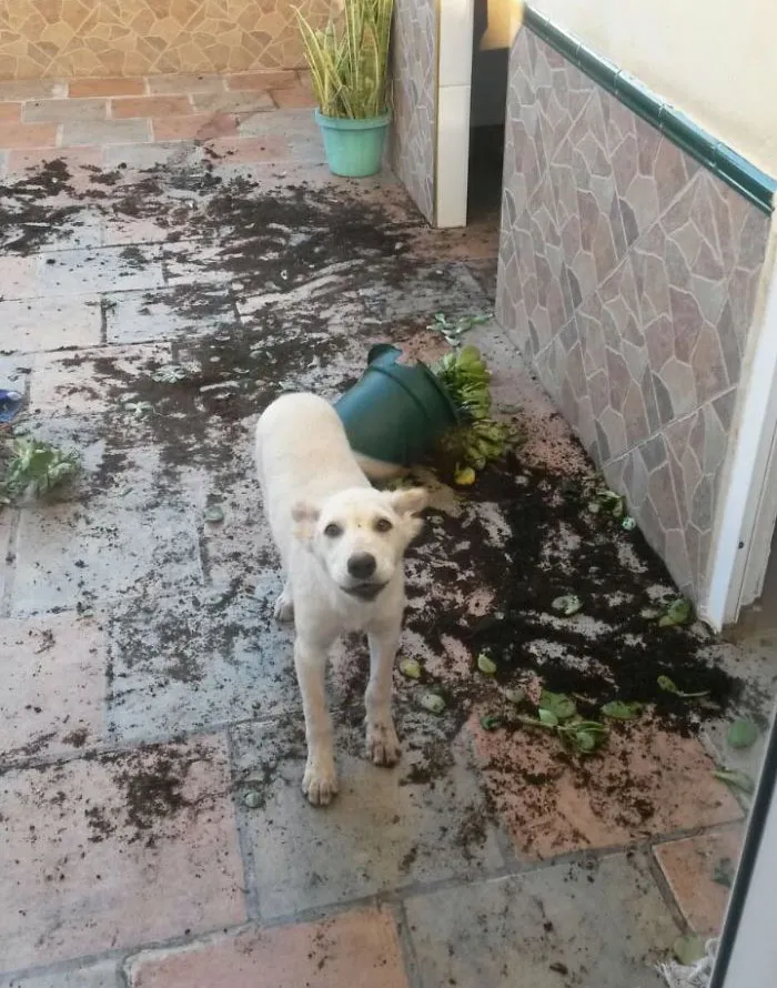 When I Grow Up I Want To Be A Gardener