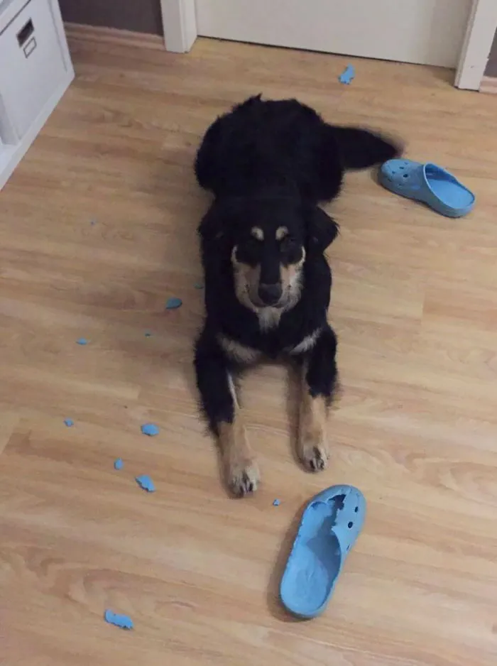 I Guess I Should Be Happy That He Destroyed Them. Crocs Are Horrible Anyway