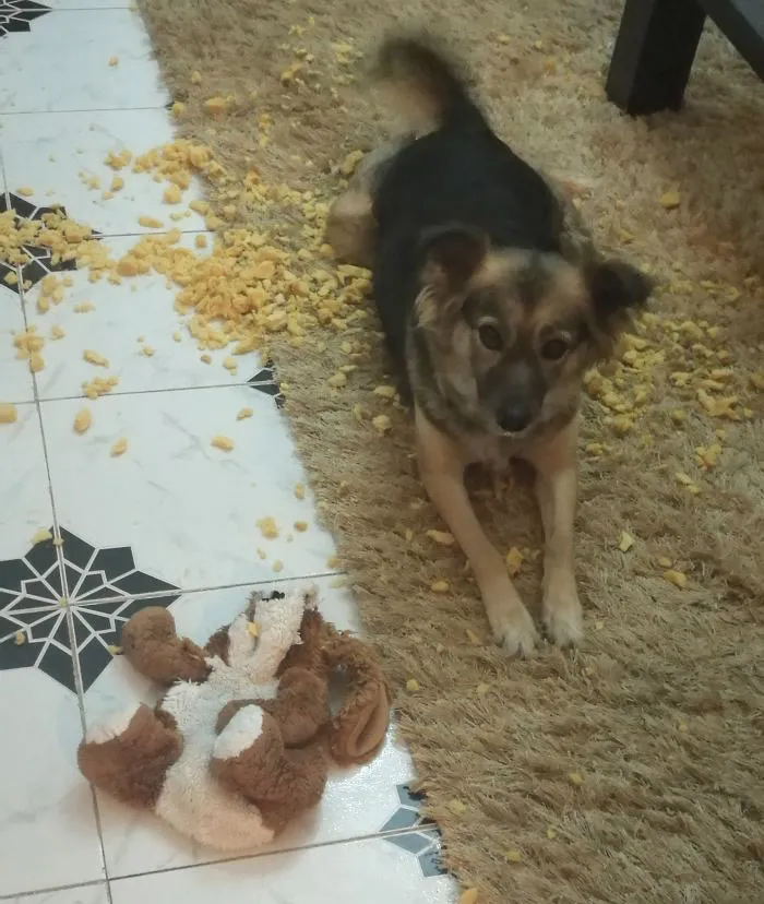 It's Not Me... The Bear Just Exploded!