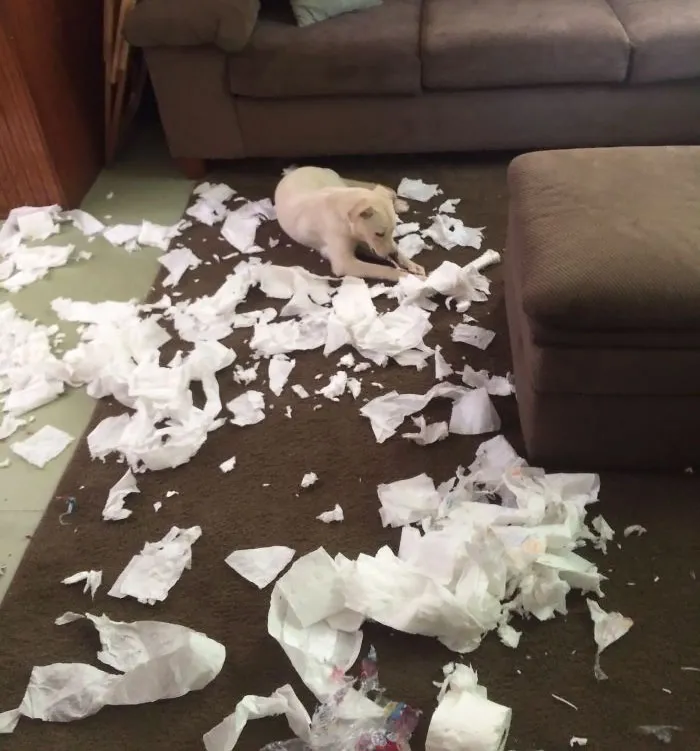 Someone Found The New Toilet Paper Rolls And Just Wanted The Cardboard Centers
