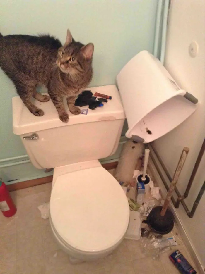 How Did He Get The Trash Can On The Toilet. I'll Never Know