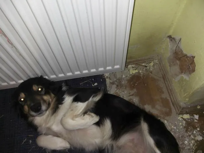 Elder Worked For My Dog While I Was Not At Home