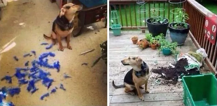 After He Destroys Things, He Doesn't Even Want To Acknowledge It