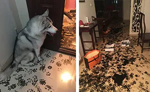 224 Times People Left Their Pets Alone, And Deeply Regretted It (Add Yours)