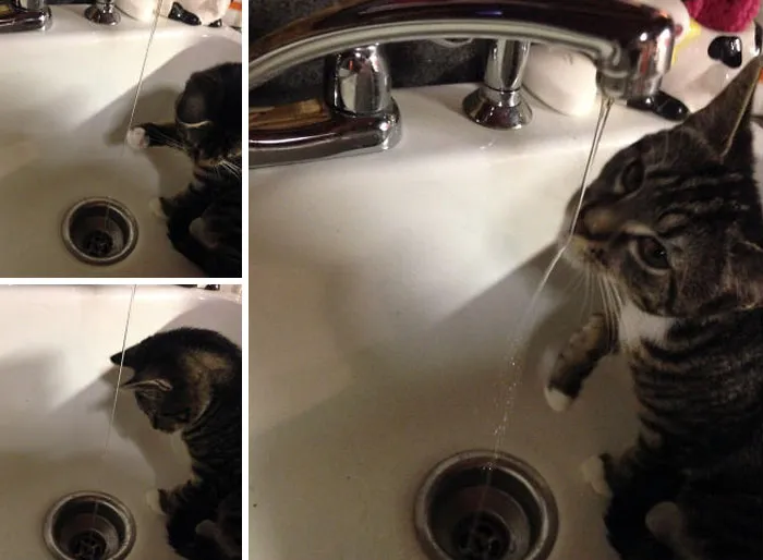 Just Hangin In The Sink