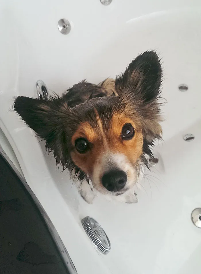 What Kind Of Pokemon Is This?
