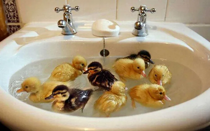 Crowded Pond