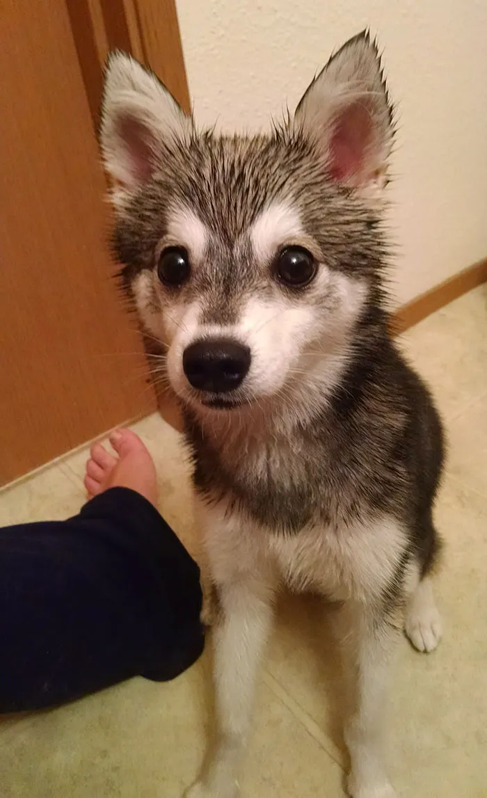 What Does A Puppy Get On His 6month Bday? A Bath
