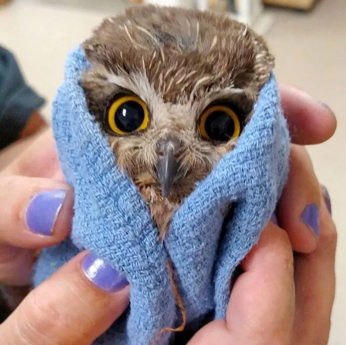 Tiny Owl After A Bath