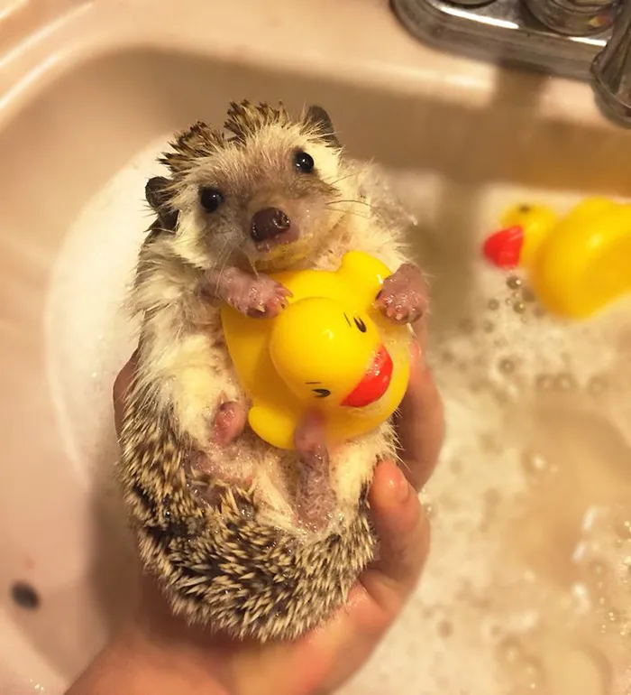 Cute Hedgehog With His Rubber Ducky