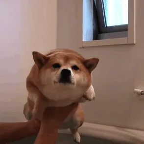 Must Swim Must Swim