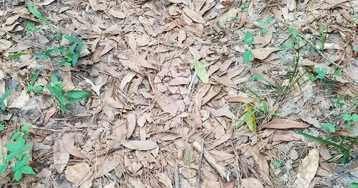 The Internet Is Going Crazy Trying To Find The Camouflaged Snake In This Picture – Can You Find It?