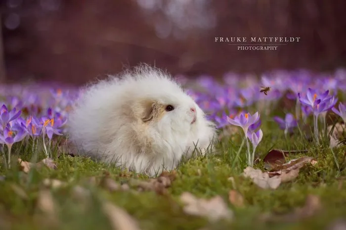 53 Guinea Pigs With The Most Majestic Hair