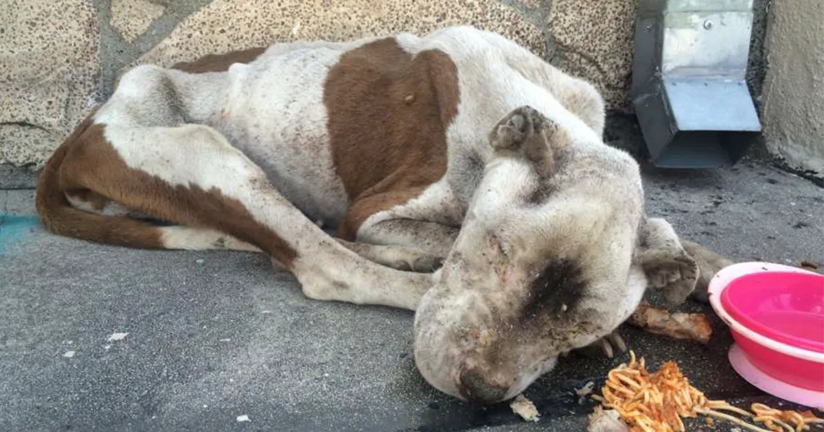 Este perro desnutrido y moribundo fue encontrado en una acera, está irreconocible tras recibir un poco de amor