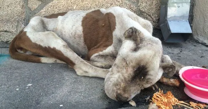 Starving Dog Found Dying On A Sidewalk Gets Some Love, And It's Hard To Believe It's The Same Dog