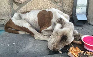 Starving Dog Found Dying On A Sidewalk Gets Some Love, And It's Hard To Believe It's The Same Dog