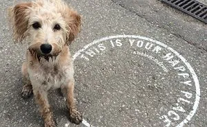 249 Reasons You Should Never Let Your Dog Play In The Mud