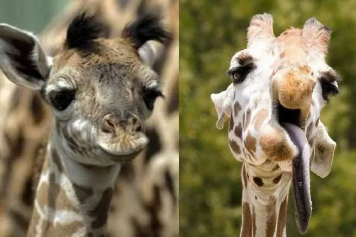 These Animals With Down Syndrome Are Simply Overloaded With Cuteness