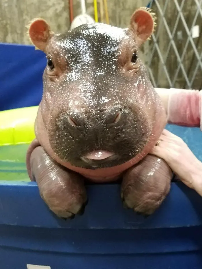 53 Baby Hippos That Will Make Everything Better