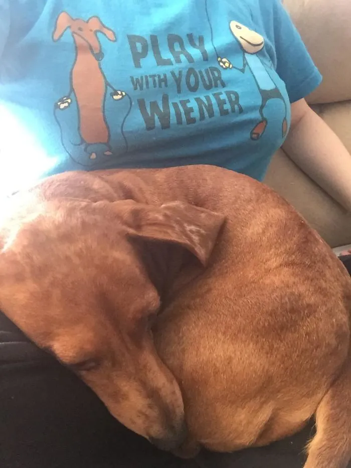 My Mom Cluelessly Bought Me This Shirt, Knowing I Love Wiener Dogs