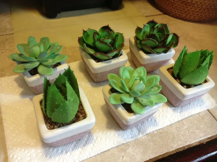 Mi madre llevaba 5 años cuidando de estas plantas y acaba de descubrir que son de plástico