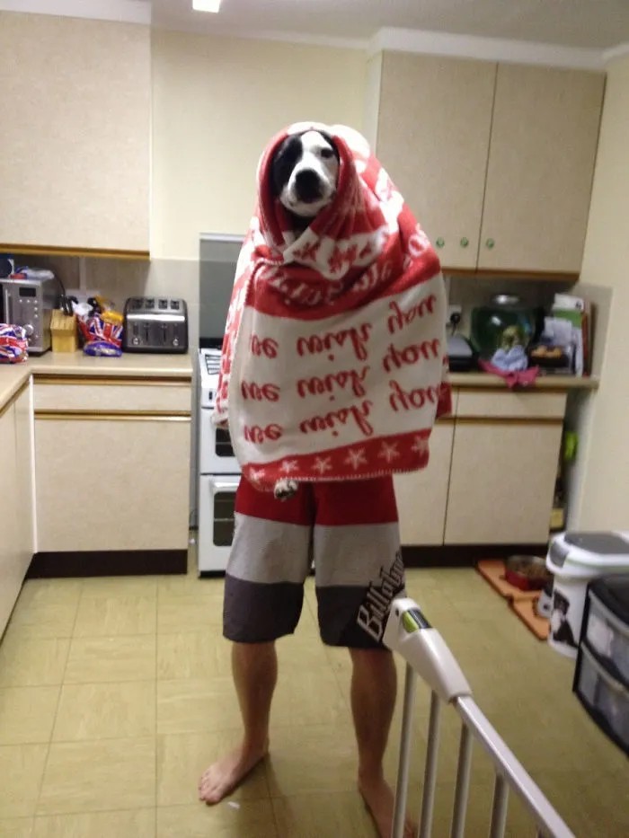 Heard My Husband Telling The Dog To Stay Still In The Kitchen, Walked In And This Greeted Me