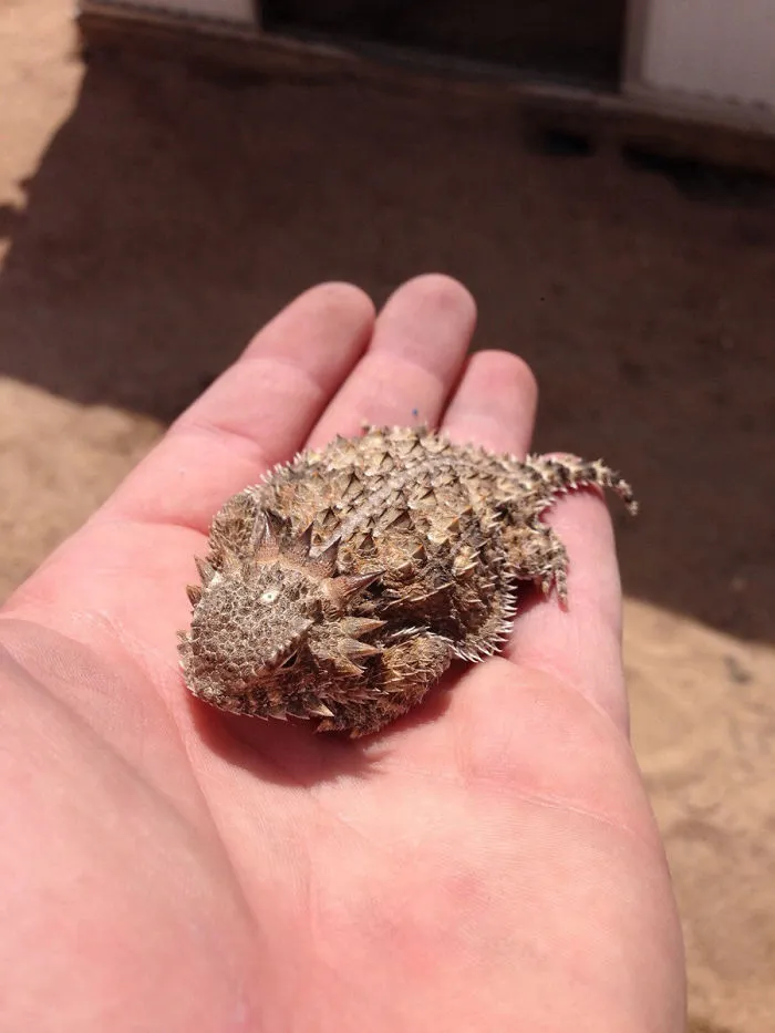 Not The Usual Aww, But I Found This Guy Looking For Shade At Work Today