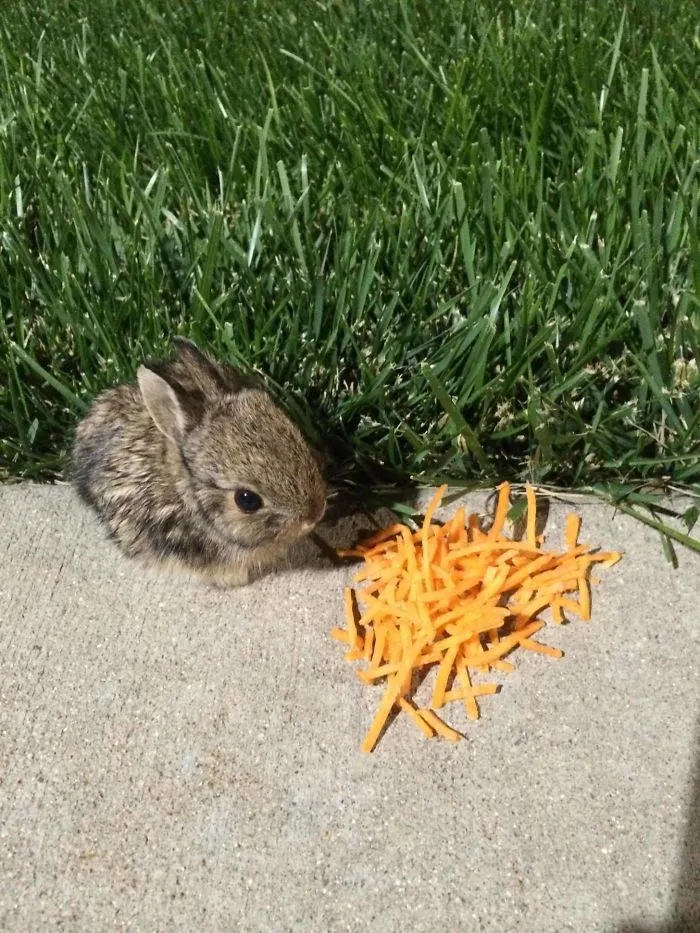 This Little Guy Has Been Hanging Out Around My Work