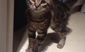 50 Animals Who Came To Say 'Hi', And Melted Everyone's Hearts