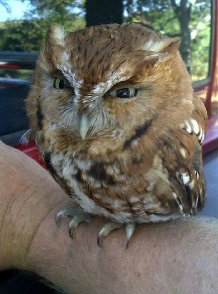 My Uncle Forgot To Roll Up The Window To His Truck, And We Found This Little Guy Inside