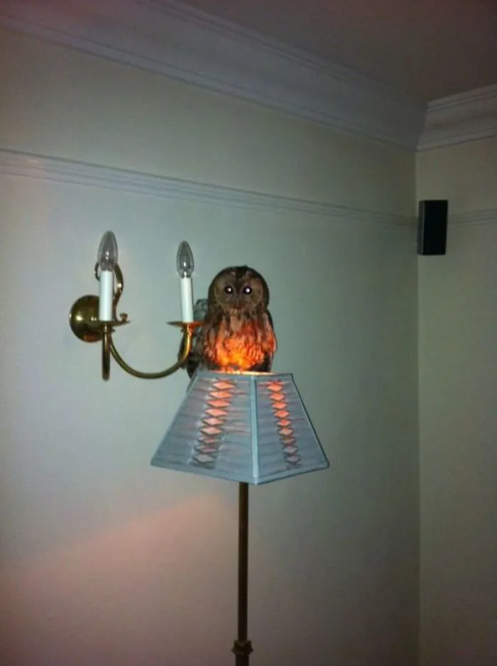This Morning, My Parents Were Woken By The Sound Of This Guy Flying Through Their Lounge After Falling Down The Chimney