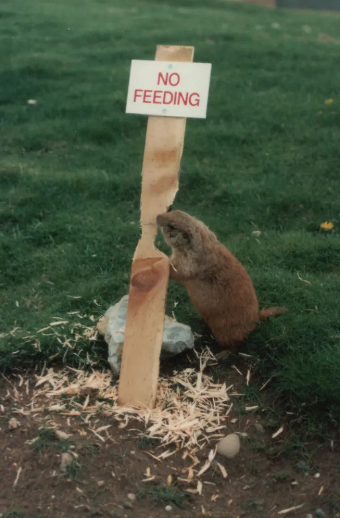 43 Funny Zoo Signs Which Probably Have Some Incredible Stories Behind Them
