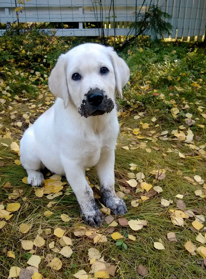 I Did Not Eat Mud