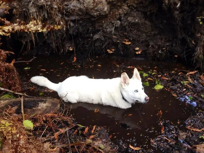 My White Husky's Favourite Thing To Do Is Lay In Mud