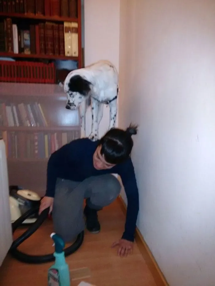 My Dog Thinks This Is The Safest Place When The Vacuum Is Running