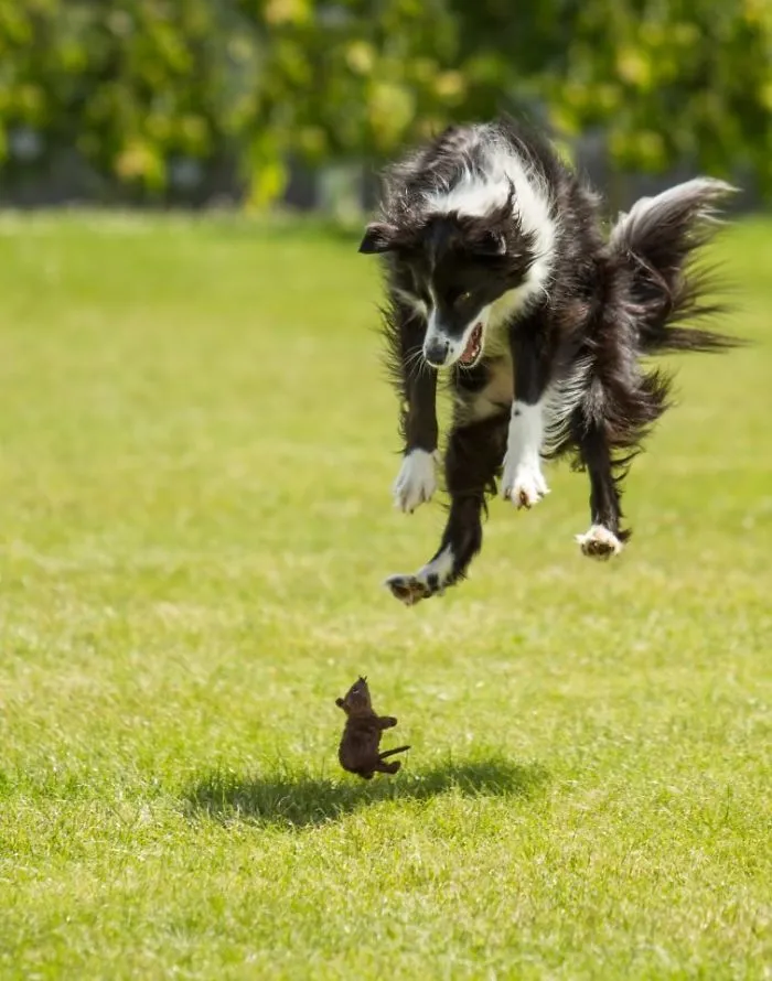 Oh F**k, A Mouse!
