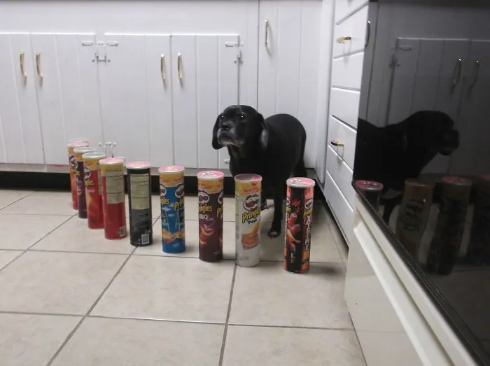 So, My Dog Is Afraid Of Pringles Cans