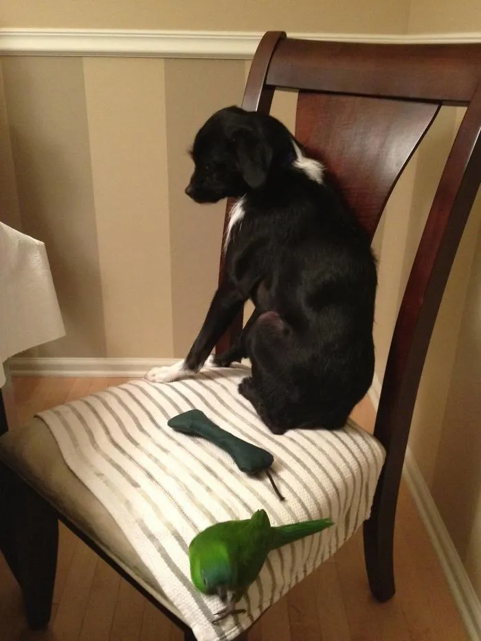 My Dog Is Deathly Afraid Of My Brother's Bird