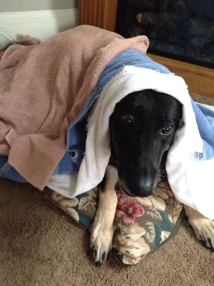 My Dog Is 13 And Just Decided She Has A Crippling Fear Of Thunder. This Is The Only Thing That's Helped