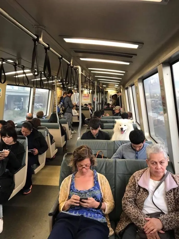 Tengo derecho a usar el transporte público