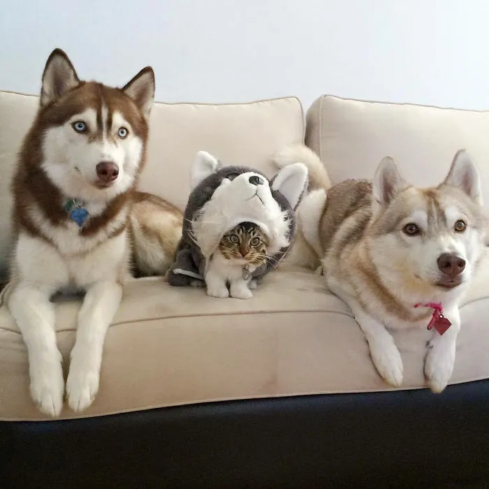 Aún creen que soy un husky