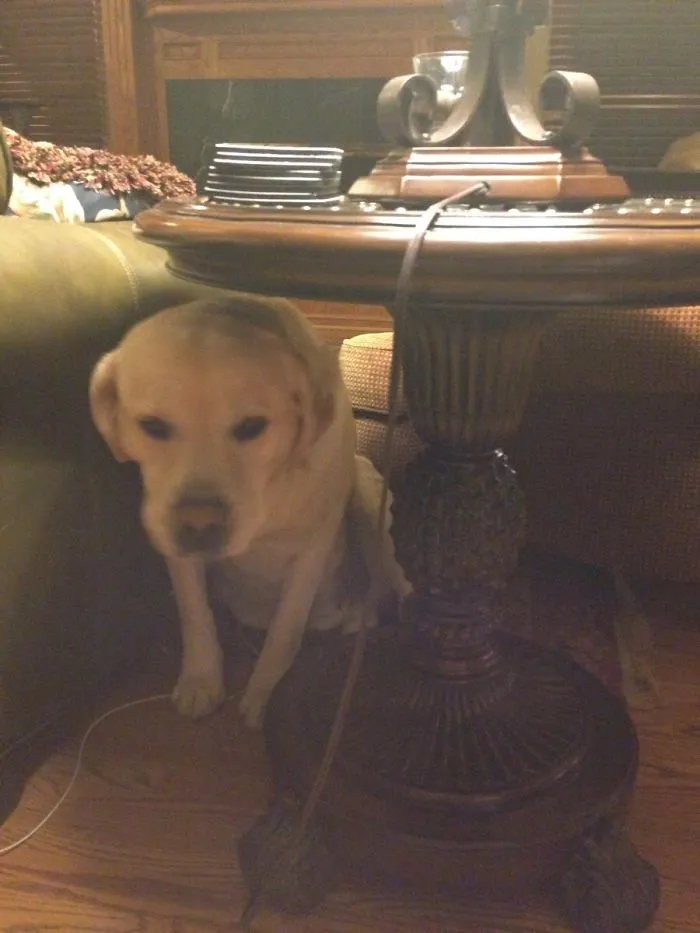 Murphy Is Scared Of Thunderstorms. So He Hides