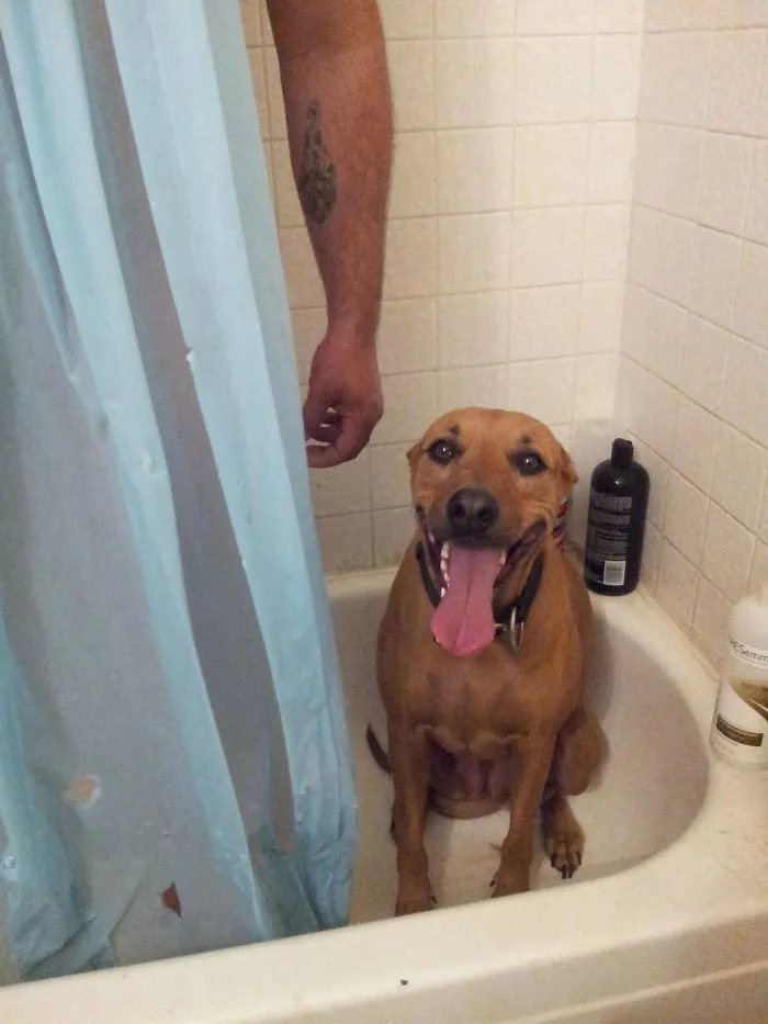 Scared By Fireworks, Our Dog Was Really Determined To Stay Next To Daddy