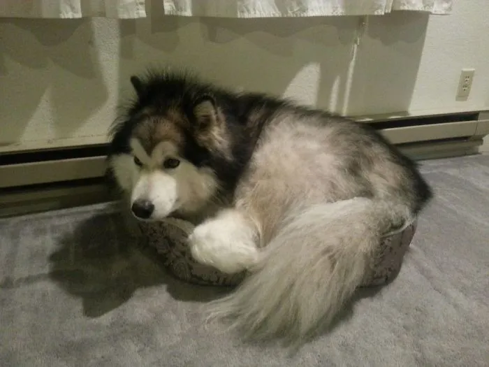 My Dog Is So Scared Of The Fireworks He Curled Up On The Cat Bed